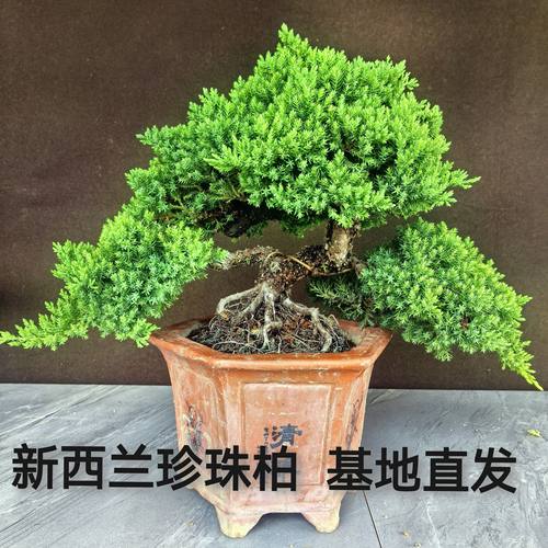 正宗新西兰珍珠柏盆栽矮霸老桩阳台微型盆景地柏树四季常青小植物