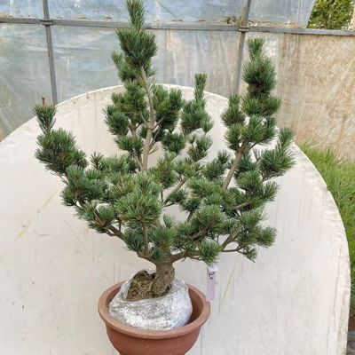 五针松四季五针松原杯庭院五针松盆栽黑松室内的五针松老桩老桩