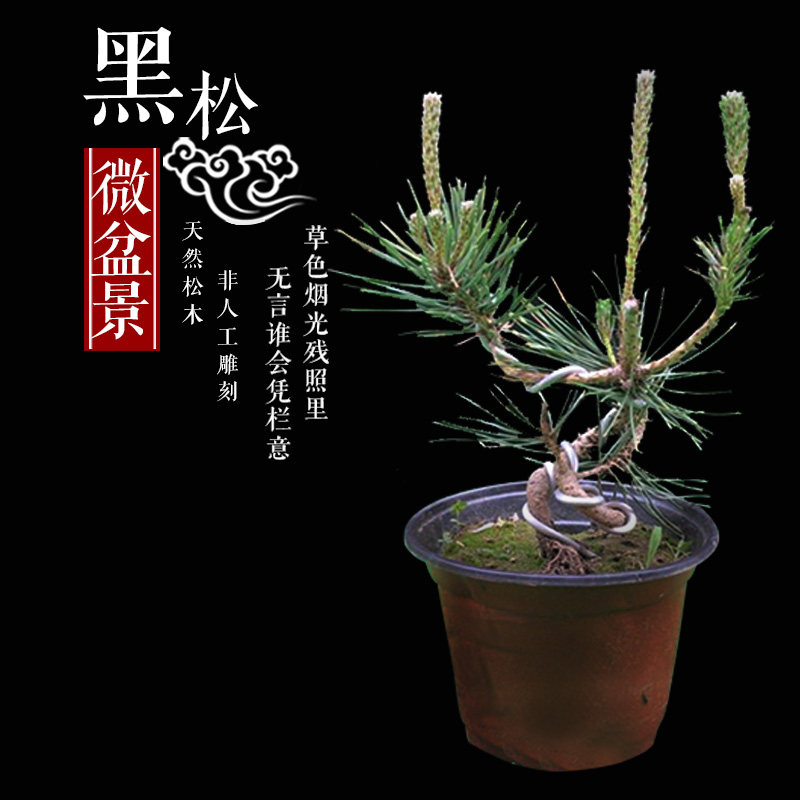 黑松盆景松树盆栽五针松造型树桩桌面绿植