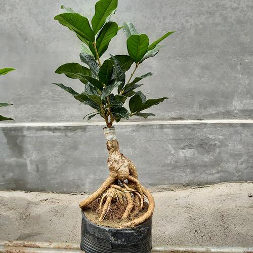 老桩嫁接四季浓香型品种桂花树苗