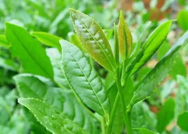 铁观音茶苗小盆栽花卉办公室内桌面绿植观赏乌龙茶茶叶茶树苗木花