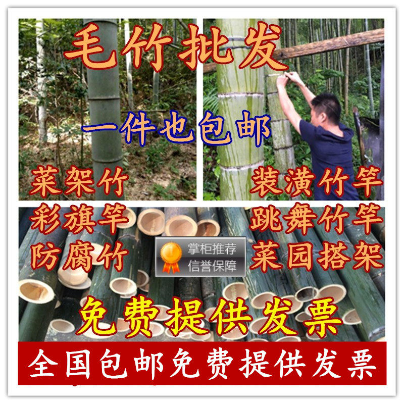出售各种规格粗细大毛竹竹竿防腐竹杆菜园搭架竹竿篱笆竹子竹杆