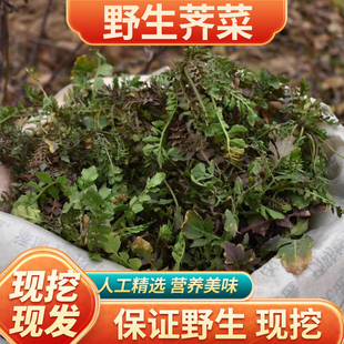 陕西秦岭野生荠菜新鲜荠荠菜野菜地菜4斤非速冷冻混沌商用 包邮