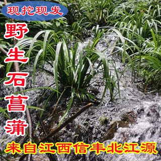 新鲜野生水培石菖蒲天然驱蚊净化清香石菖蒲龙根龟缸盆景植物土栽