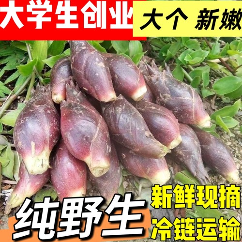 高山现摘新鲜洋荷姜洋荷芽阳荷姜应季蔬菜阳荷高海拔