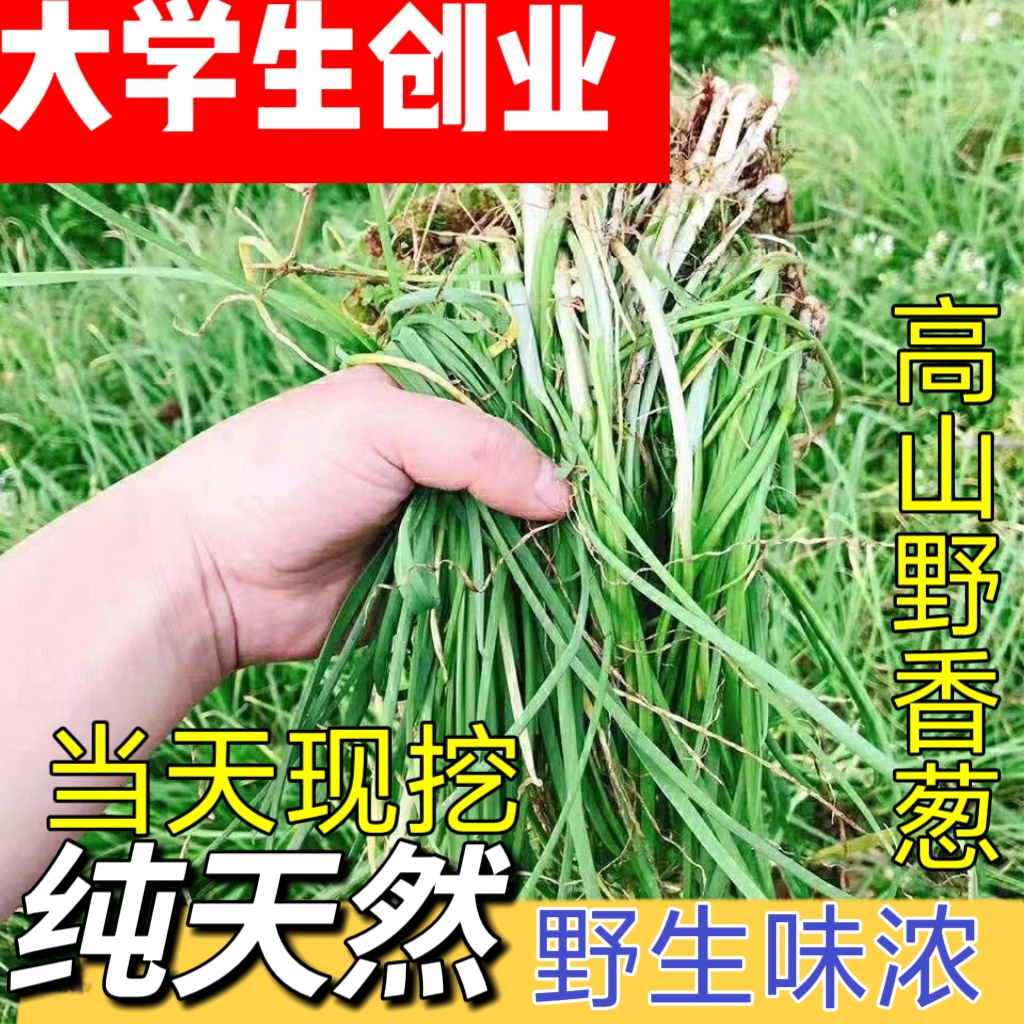 2025高山纯天然贵州新鲜现挖野葱独根野葱野生葱白香葱野菜香味浓