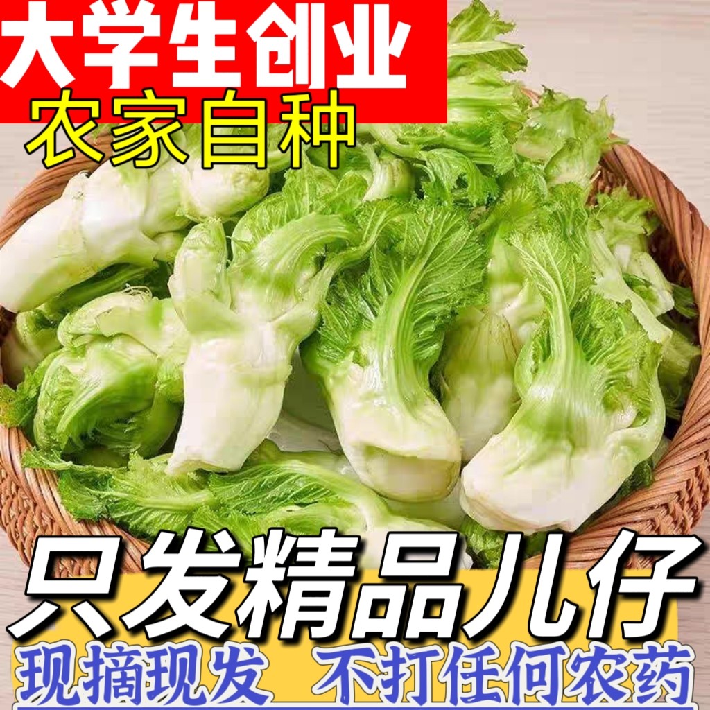 纯儿仔四川新鲜儿菜娃娃菜抱儿母子耳菜农家咸菜原料蔬菜农家自种
