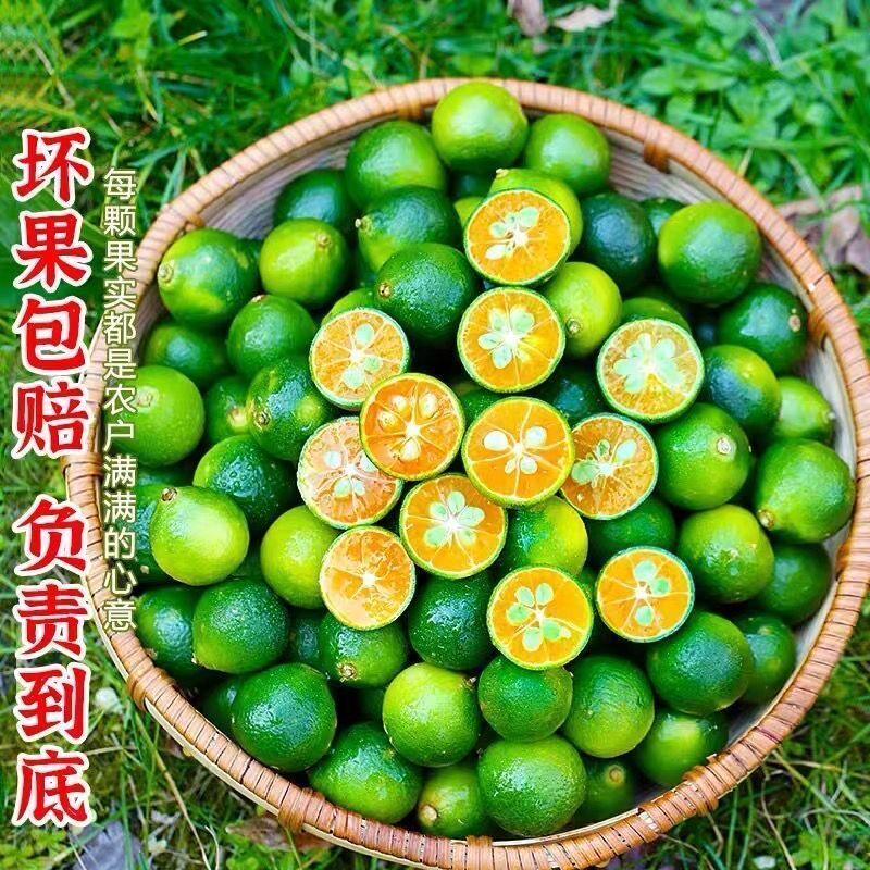 正宗海南小金桔皮薄多汁小青桔小青柠奶茶专用鲜果批发