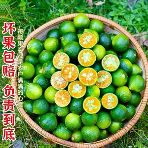 正宗海南小金桔皮薄多汁小青桔小青柠奶茶专用鲜果批发