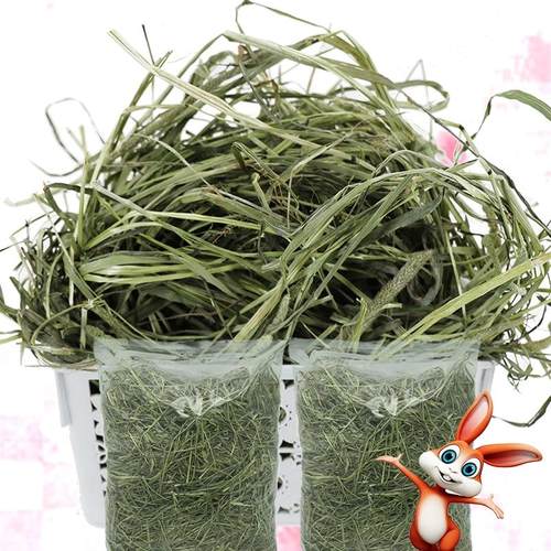 甘肃北提草业提摩西草兔粮兔饲料