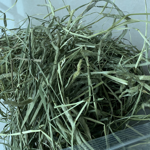 兔兔提摩西草饲料半烘干优质5斤甘肃晒干北提宠物兔子草豚鼠兔粮