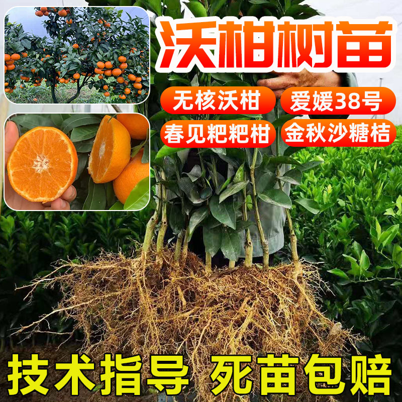 果树苗新品种沃柑爱媛果冻澄柑桔南北方沙糖桔树苗无核蜜橘桔子树