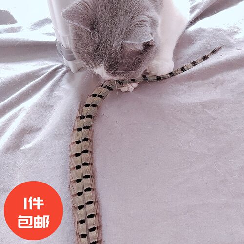 赛级羽毛逗猫棒自制猫玩具材料