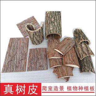 树皮造景宠物爬虫鱼缸青苔小动物生态箱香槟石斛洋兰种植板雨林缸