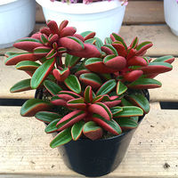 Premium succulents are on sale in the botanical garden/Red-backed pepper grass clusters/Balcony green plants and flowers, formaldehyde-absorbing and radiation-proof potted plants thumbnail 8