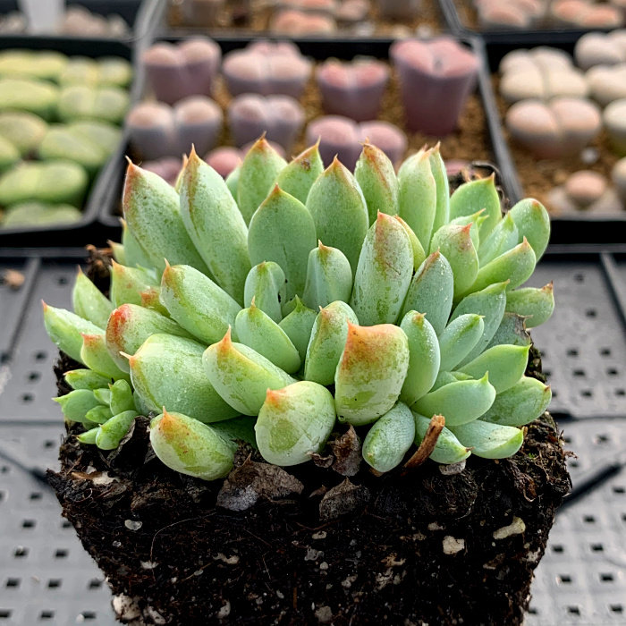 精品多肉植物园/白线粉魔爪/办公室阳台绿植花卉吸甲醛防辐射盆栽