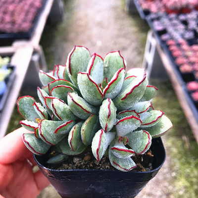 萱萱多肉植物园绿植绿植花卉奇趣