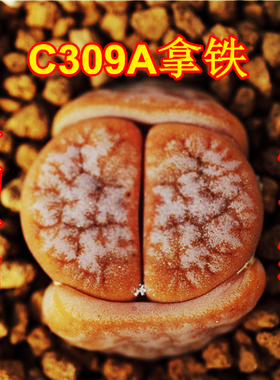 精品多肉植物园荒玉C189变异拿铁C309a一物一拍3年苗DT岛田生石花