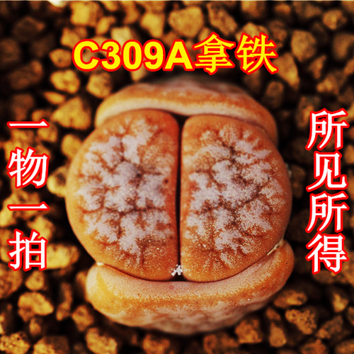 精品多肉植物园荒玉C189变异拿铁C309a一物一拍3年苗DT岛田生石花
