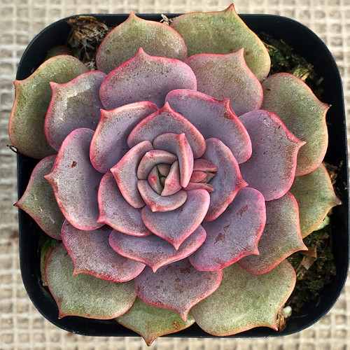 萱萱多肉植物园紫色露娜莲绿植