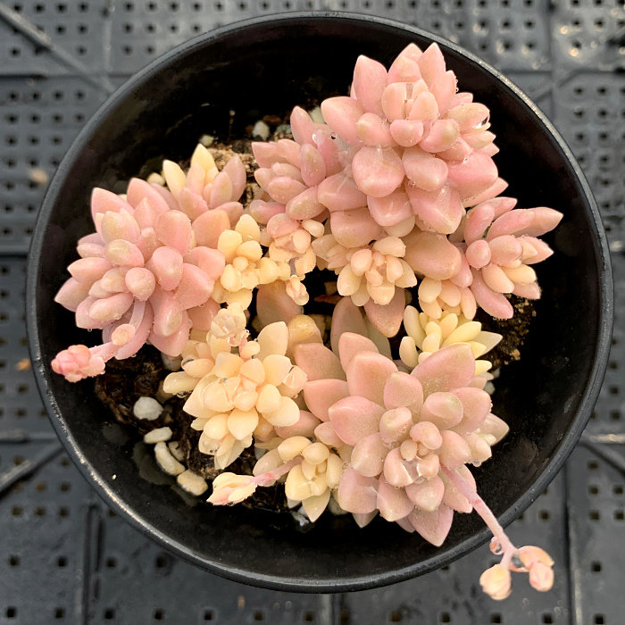 精品多肉植物园热卖新品【姬秋丽锦】办公室阳台吸甲醛防辐射盆栽