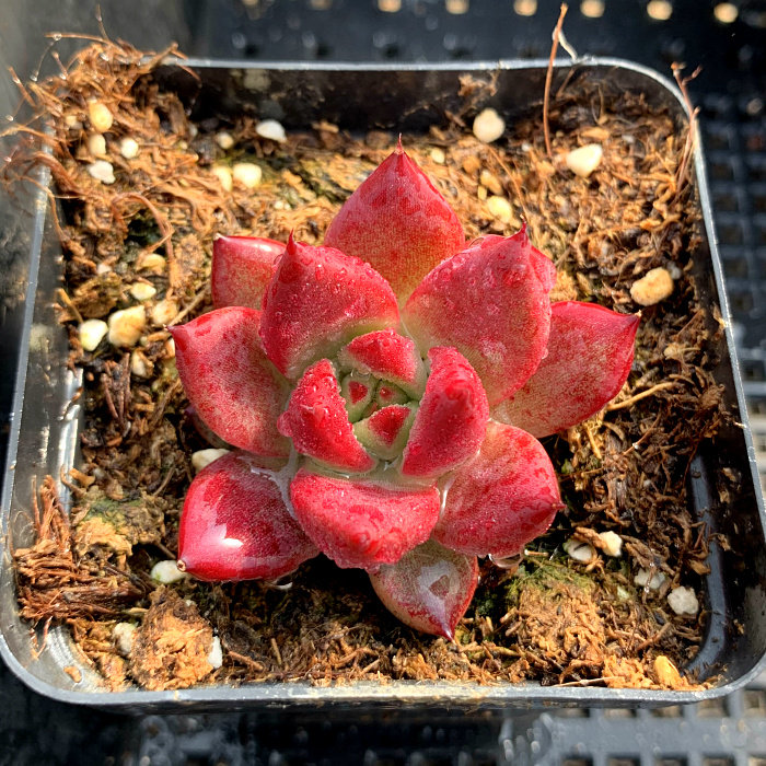 精品多肉植物园【卡宴】办公室阳台多肉绿植花卉吸甲醛防辐射盆栽