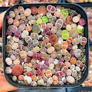 热卖生石花组盆菊纹章饼干红大内全窗日轮玉红窗玉冰橙一物一拍