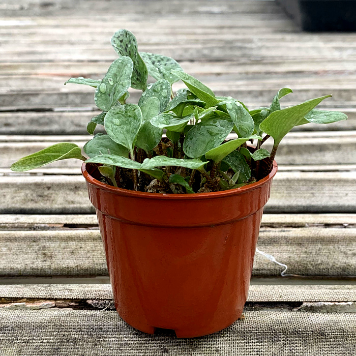 多肉植物/油点百合群生/办公室阳台绿植花卉吸甲醛防辐射盆栽包邮