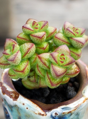 精品多肉【半球星乙女Crassula brevifolia 】 吸甲醛防辐射盆栽