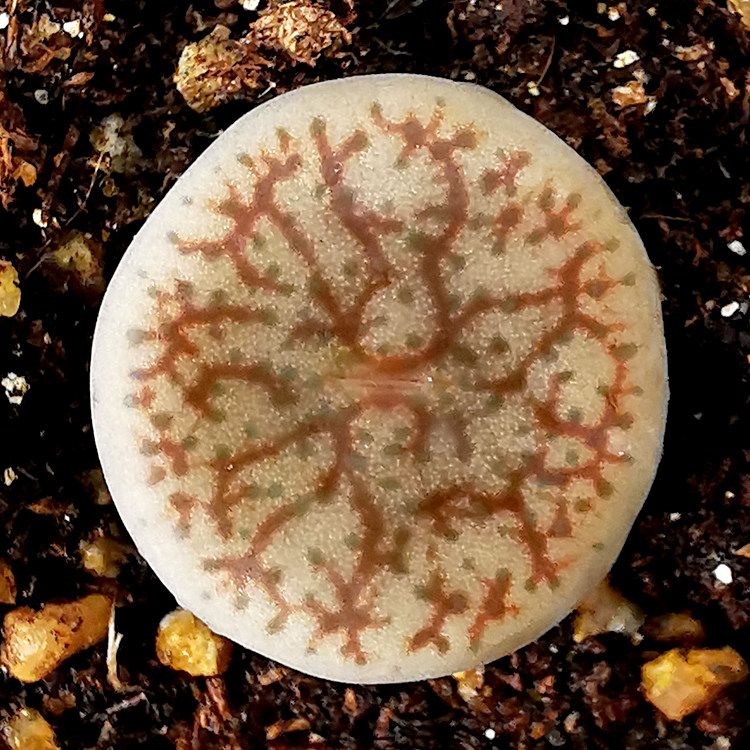 精品多肉植物园热卖品种【曲玉】优选dt种源粉色生石花pp3年苗