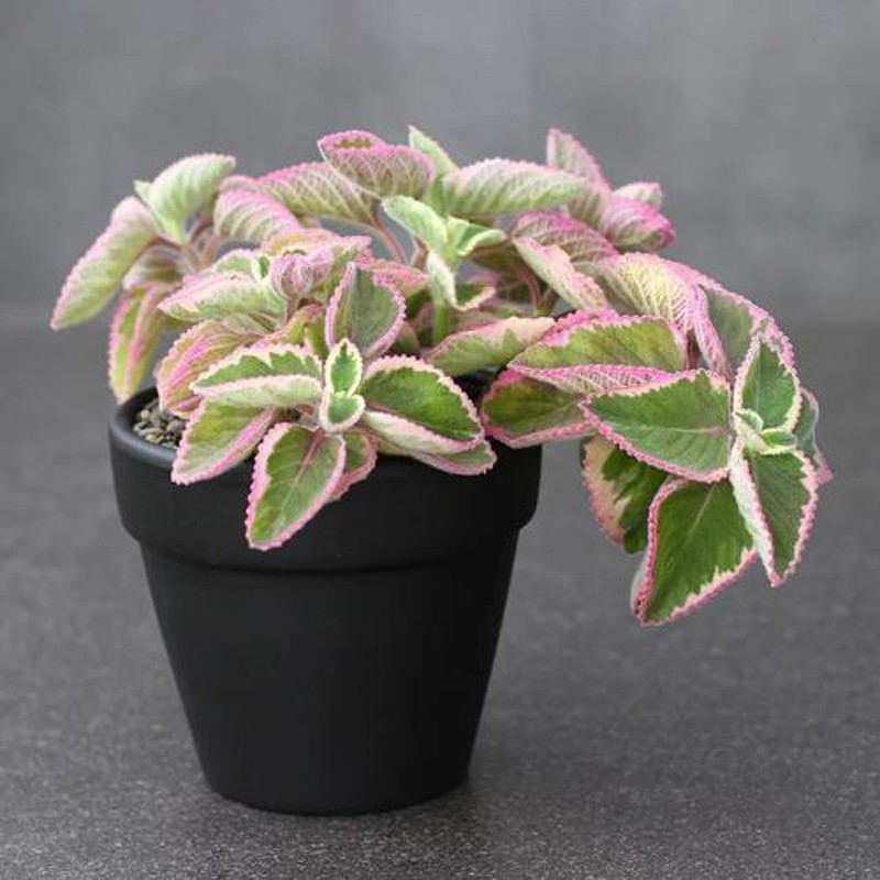 萱萱多肉植物园办公室吸甲醛香妃