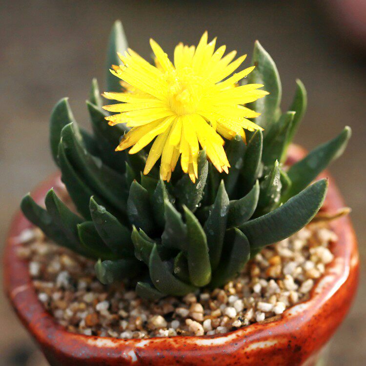 精品多肉植物园【黄花照波】办公室阳台绿植花卉吸甲醛防辐射盆栽