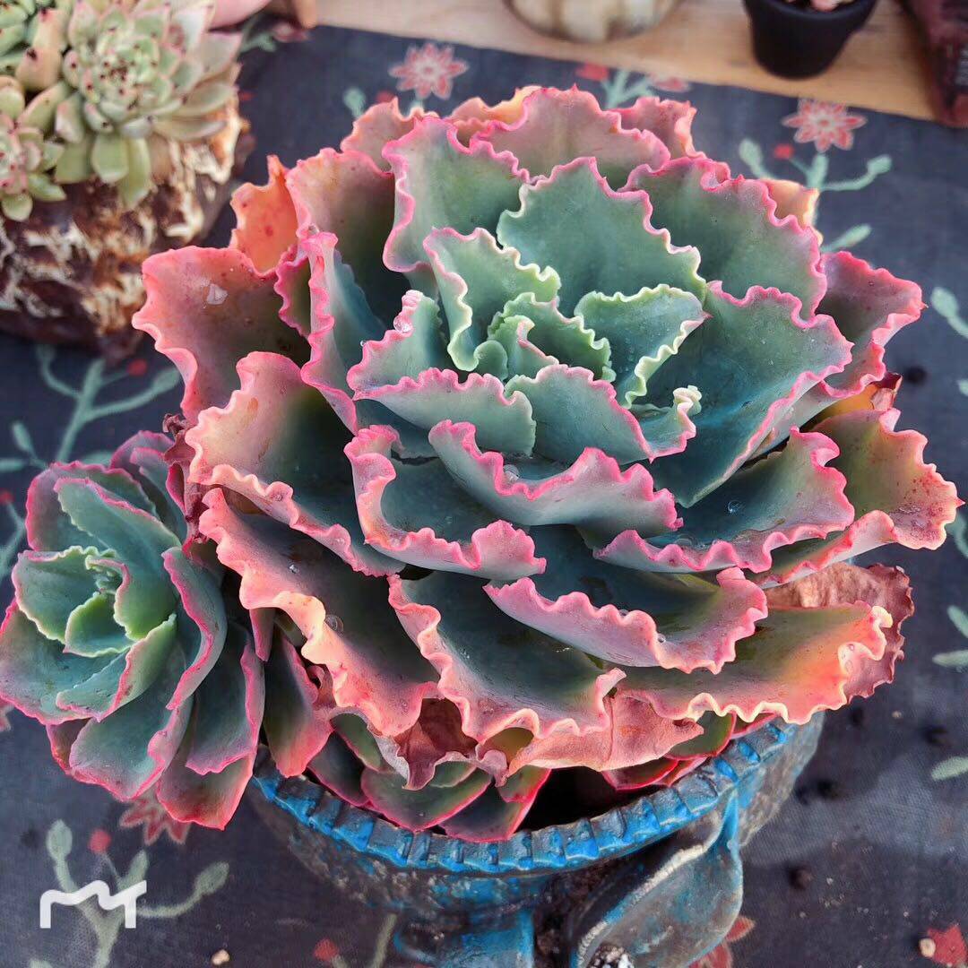 精品多肉植物园/蓝狐/包菜系办公室阳台绿植花卉吸甲醛防辐射盆栽