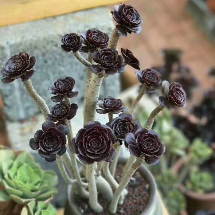 精品多肉植物园/玫瑰黑法师群生老桩/绿植花卉吸甲醛防辐射奇趣盆