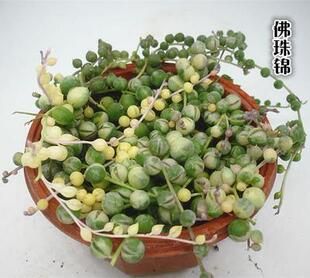 精品多肉植物园热卖/佛珠/佛珠锦办公室阳台绿植吸甲醛防辐射盆栽