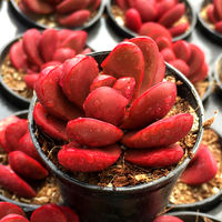 Premium succulents are on sale in the botanical garden/Red-backed pepper grass clusters/Balcony green plants and flowers, formaldehyde-absorbing and radiation-proof potted plants thumbnail 4