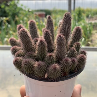 多肉植物萝藦科/阿修罗群生/办公室阳台绿植花卉吸甲醛防辐射盆栽