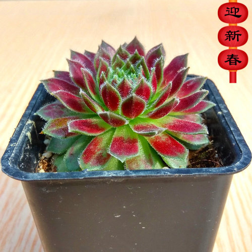 精品多肉【紫牡丹】绿植 花卉 吸甲醛防辐射 盆栽 多肉