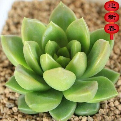 精品多肉植物园【青丽】办公室阳台奇趣绿植花卉吸甲醛防辐射盆栽