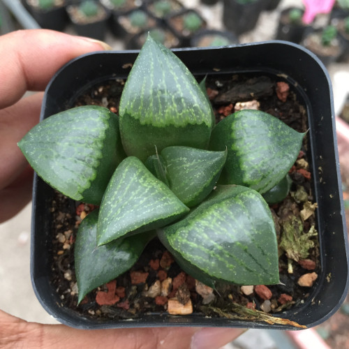 精品多肉植物园十二卷属【康平寿】绿植花卉吸甲醛防辐射盆栽