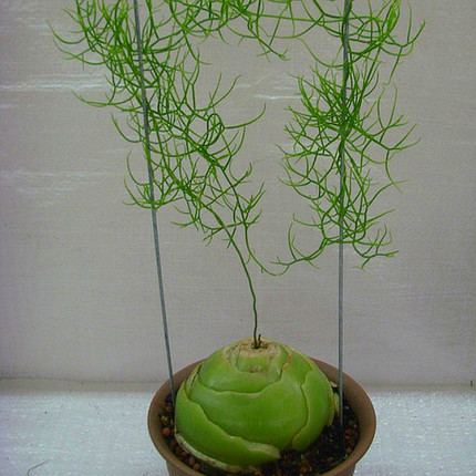 精品多肉植物园热卖大型球根苍角殿龟甲龙弹簧草吸甲醛防辐射盆栽