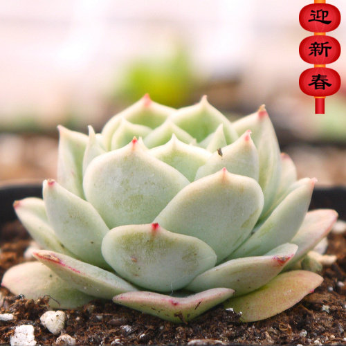 精品多肉植物园【静月】办公室阳台多肉绿植花卉吸甲醛防辐射盆栽