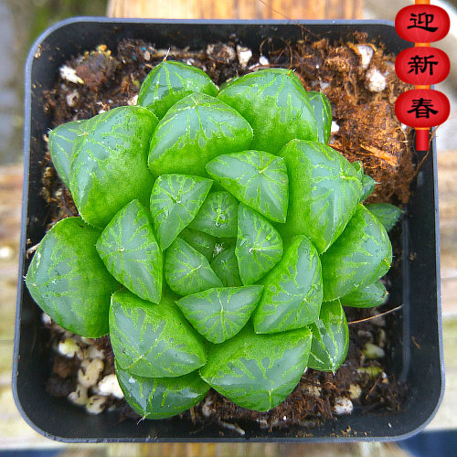 精品多肉植物园【黄金玉露】绿植花卉 吸甲醛防辐射盆栽 满额包邮