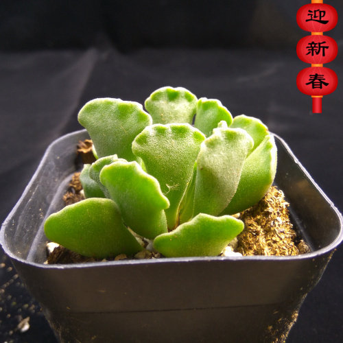 精品多肉植物园【神想曲】办公室阳台绿植花卉吸甲醛防辐射盆栽