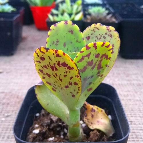 精品多肉植物园【江户紫】办公室阳台绿植花卉吸甲醛防辐射盆栽