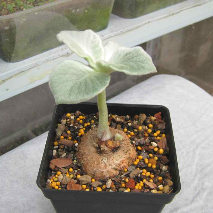 精品多肉植物园热卖品种【红花断崖女王】花卉吸甲醛防辐射盆栽