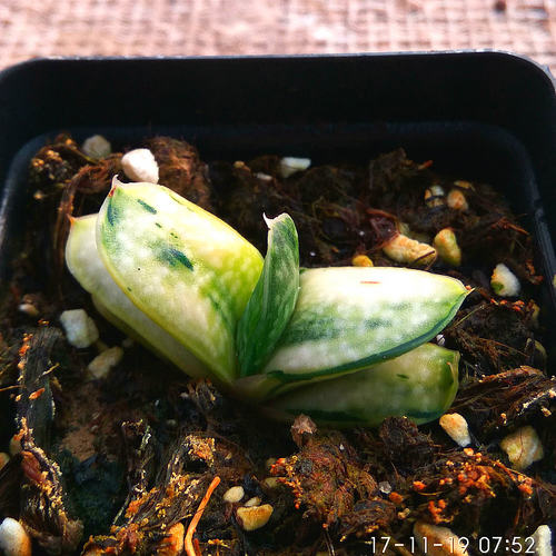 子宝多肉价格 子宝多肉图片 星期三