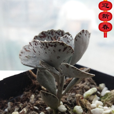 绿植办公室吸甲醛防辐射奇趣多肉