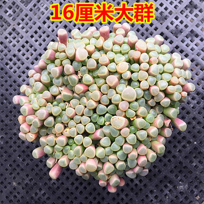 萱萱多肉植物园大群奇趣五十铃玉