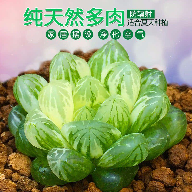 精品多肉植物热卖品种毛玉露姬玉露黑肌霓虹灯冰灯樱水晶静鼓万象